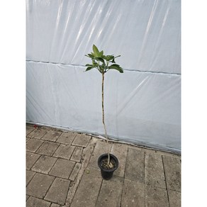 플랜츠펙토리 황칠나무 외목대 대품 80-120cm 259, 1개