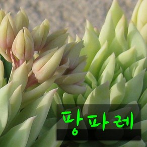 허브여울다육 팡파레 지름 9cm 소품화분, 1개