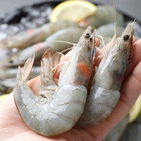 물고기삼촌 흰다리 새우 대하 1kg 약32미 내외, 1개
