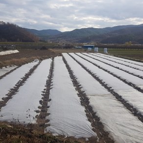 서리방지부직포 못자리부직포 냉해방지 마늘부직포 고추부직포 한랭사 한냉사 병충해방지 겨울작물 18g 폭1.7m 길이400m