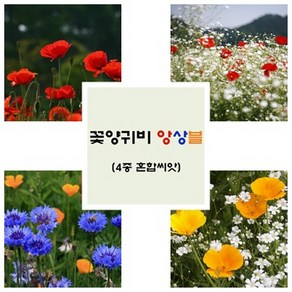 [모야모 꽃씨] 꽃양귀비 앙상블 4종 혼합씨앗 1~2평 직파용, 1세트