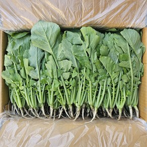 클릭마켓 국내산 열무 어린열무 나물 열무우 열무순, 1개, 2kg