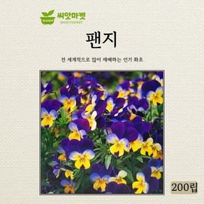 아람종묘 팬지 삼색 제비꽃 씨앗 200립, 1개