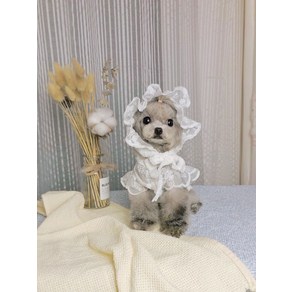 애완 동물 고양이 개 옷 여름 레이스 통기성 방법 Dou Teddy Yokshie Cogi Maltese 선 스크린 스커트, 레이스 모자, 1개