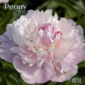 작약(Peony) 숙근 입고 피쳐(2~3촉) 금강원예, 1개