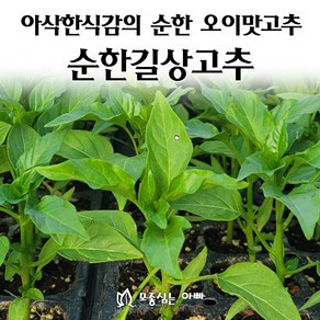 [모종심는아빠] 아삭한식감과 순한 오이맛이 나는 순한길상고추 모종, 5개