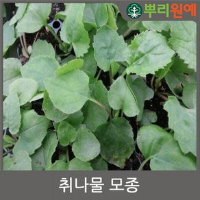 참취모종 취나물모종 50주 j22, 1개