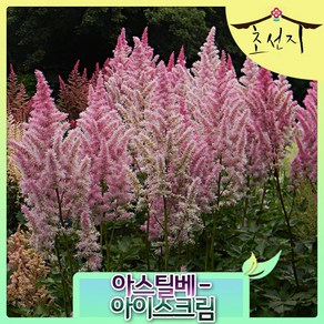 [초선지] 노루오줌 아스틸베 7치화분 신품종 네덜란드 직수입, 아이스크림(핑크)