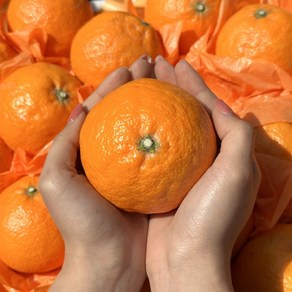 [제주직송] 꿀당도 명품 카라향 실속가정용, 1박스, 2kg (가정용)