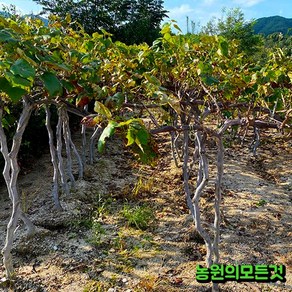 포도나무 묘목 4년생 결실주 자옥 캠벨 야생머루 거봉 샤인머스켓 가지포도(블랙사파이어), 포트묘, 1개, MBA 머루 2년