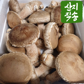 (산지직송) 국내산 고기버섯 솔송화버섯 송화버섯 500g 1kg