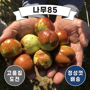 (나무85) 대추나무묘목 7종 시리즈 중 택1, 1.대왕대추(다왕자오) 접목1년, 1개