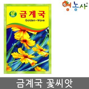 금계국 씨앗 40립 꽃씨 종자, 1개