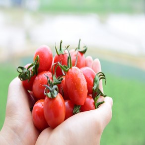 산지직송 고당도 명품 스테비아 방울토마토, 1개, 1kg(2팩)