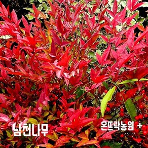 남천 2년생 모종 (온뜨락농원) 약15-20cm. [조경수 울타리용 전원주택조경 대단지조경공사용], 1개