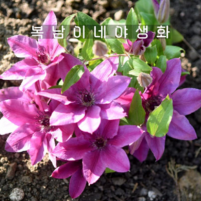 다르시 관목형 클레마티스 [1개 복남이네야생화 모종 비덩굴성 으아리 clematis], 1개