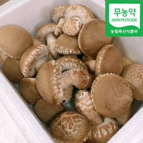 [무농약] 산지직송 국내산 솔 송화버섯 송향버섯 1kg 2kg 고기맛나는 명품버섯 선물용 가정용, 1개, 일반용(표준형) 1kg