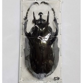 (Chalcosoma atlas atlas) 아틀라스장수풍뎅이 - 원명아종 [D-101] 곤충표본, 50~59mm, 1개