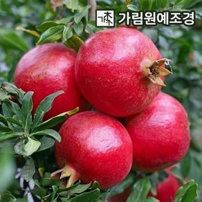 석류나무 슈퍼왕석류 R3cm/R4cm/R5cm 분묘 묘목 유실수 가림원예조경