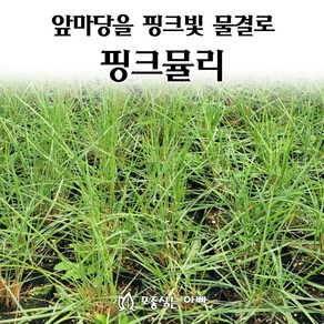 [모종심는아빠] 앞마당을 핑크빛 물결로 가득 핑크뮬리 모종 5치컵 조경용, 모종1컵, 1개