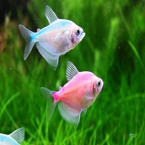 칼라테트라 (색상랜덤발송) 3cm ~ 5cm [4마리], 1개, 10g