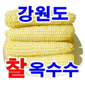 우리네농산 강원도 정선 냉동 옥수수 20개 미백 찰옥수수 수확후 일체의 첨가물 없이 찐후 급냉하여 년중 판매합니다