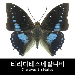 나비표본 티리다테스네발나비 Chaaxes tiidates