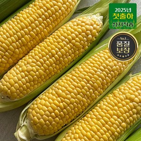[산지직송] 첫출하 프리미엄 특품 16bix이상 초당옥수수, 1세트, [중품] 초당 옥수수 20개입