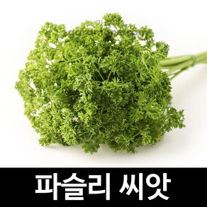 파슬리씨앗 파슬리 채소 씨앗 pasley seeds 500알, 1개