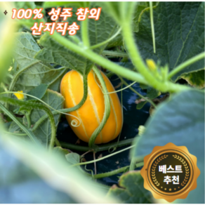 [맛곳간] 산지직송 100% 성주 참외 당도 보장, 1박스, 선물용(중과) 3kg