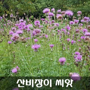 [해피플라워] 야생화 산비장이 씨앗 100립 / 봄 여름 가을 파종 꽃씨