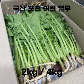 국산 포천 어린 열무 얼갈이 2kg 4kg 국내산 토종 열무순 아삭아삭 부드러운 열무우 싱싱한 생열무 오전수확 산지직송 솎음열무 김치 나물 여린열무, 1개