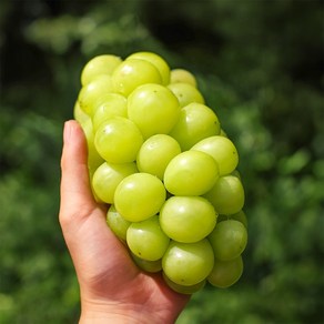 20Bix 샤인 머스켓 씨없는 포도 초고당도 프리미엄 망고포도 청포도, 1박스, 2kg 내외 (3-4수)