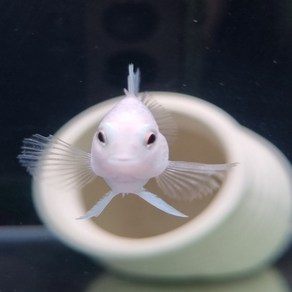 입문용 플래티넘 미니 패럿 유어 2cm~3cm [4마리], 1개, 10g