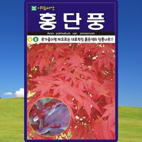 아람종묘 홍단풍 씨앗 100립 단풍나무 씨 수목 종자, 1개