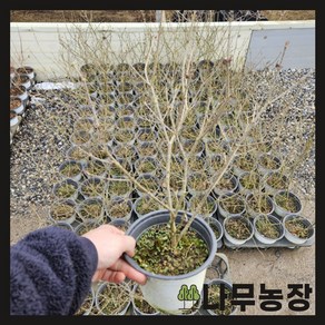 (나무농장) 미스김라일락 5치 포트 ( 키 50cm 내외 ), 1개