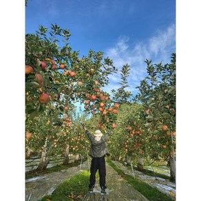 [사과세끼] 사과 경북 안동 사과 꿀 부사, 12과(중과), 3kg 실속형(못난이), 1개