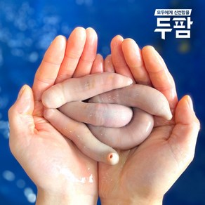 두팜 싱싱한 활 개불 7마리 한접시