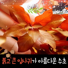 [미초] 루드위지아 다이아몬드 수초 1촉 / 유경 수초 / 초보자 수초 / 어항 수초, 1개