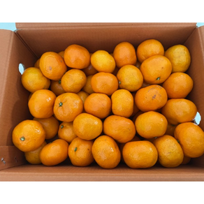국내산] 산지직송 새콤달콤 제주 서귀포 하우스 감귤 타이벡 가정용, 1박스, 타이벡감귤 3kg 로얄과(s/m)
