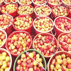 영태네농산물] 새벽수확! 경북 햇 자두, 1개, 1kg / 대