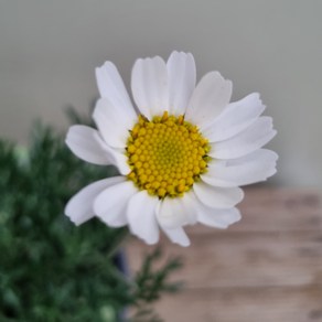 [다온야생화] N3934 상록구절초 (10cm) [랜덤], 1개