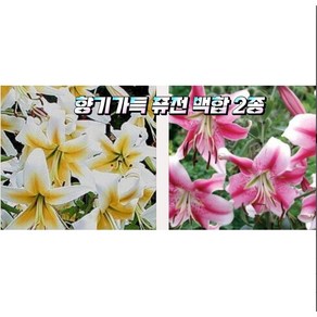 향기백합구근(퓨전백합2종)4구, 1개