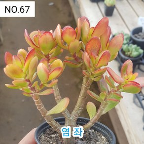 다육식물- 희귀 다육 100가지 모아보기, [NO. 67] 9cm 포트, 1개