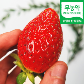 (자연마을) 무농약 설향 딸기 500g 토경재배, 1개, 무농약 설향딸기(특)