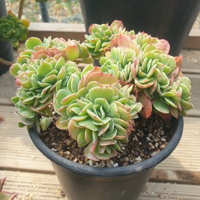 [수암다육] 에스메랄다 철화 랜덤발송 Echeveria 'Esmeralda' f. cristata 랜덤발송 다육 다육이 다육식물 351