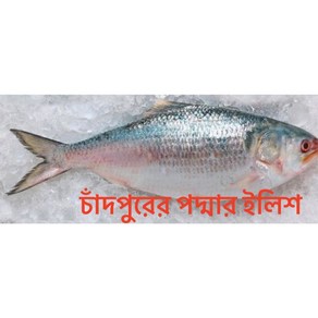 S.N. FOOD FROZEN HILSHA 냉동청어 BANGLADESH FISH 방글라데시생선 1마리 1.5KG UP 냉동식품은 24시 안으로 반품가능합니다