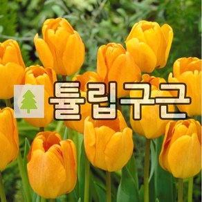 튤립 꽃구근 오렌지라이온 20개묶음, 20개