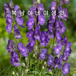 아코니툼 [2포트 복남이네야생화 모종 원예종 투구꽃 aconitum], 2개