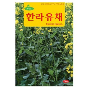 한라 유채 씨앗 유채씨 30g